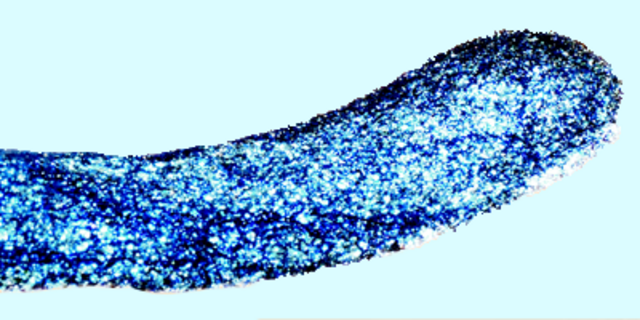Latest Cosmetic Formulation Example